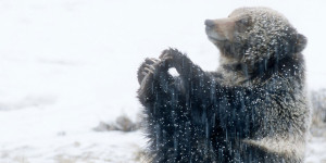 Christmas in Yellowstone