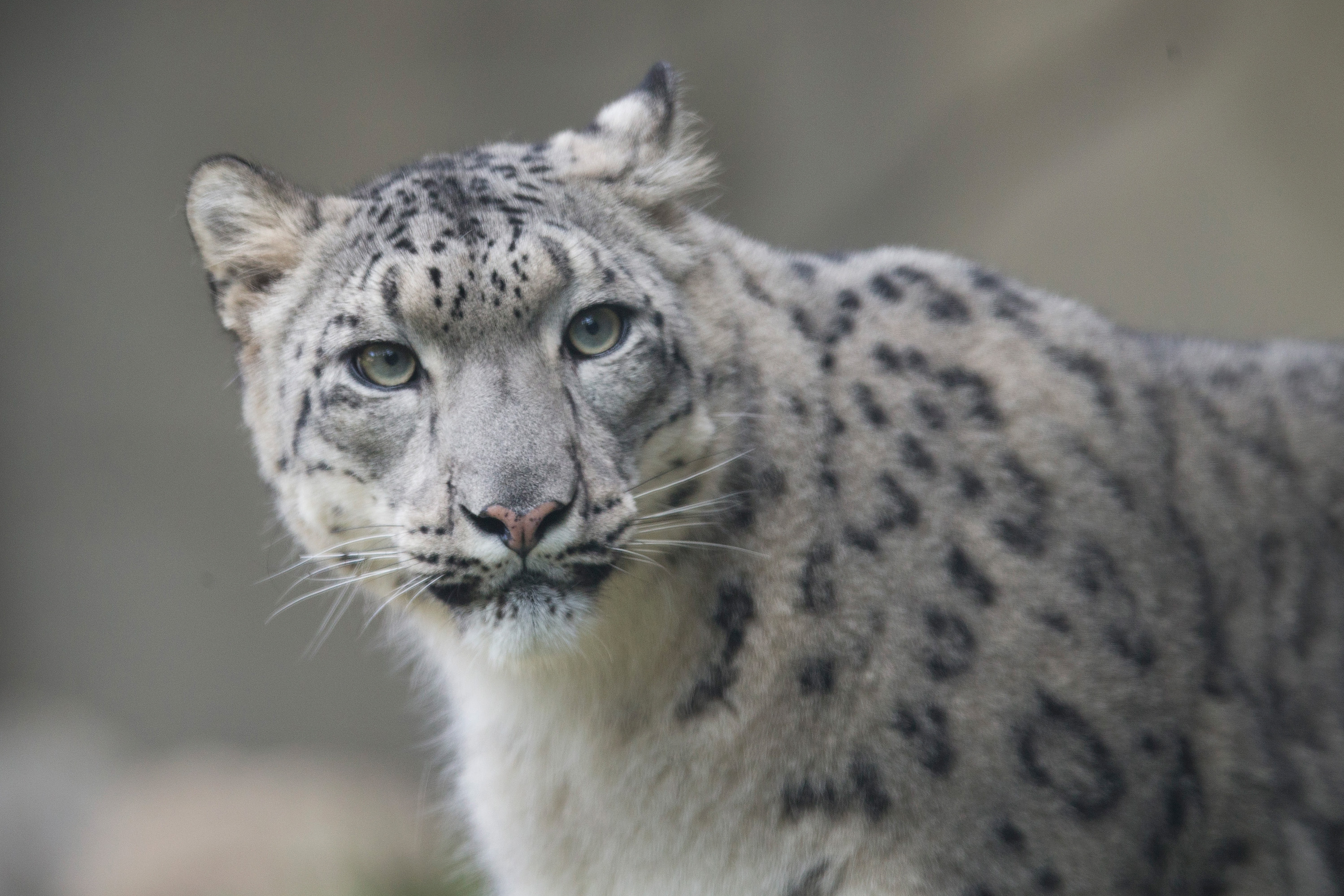 Meet Ahava snow leopard! 😍 She - Brookfield Zoo Chicago